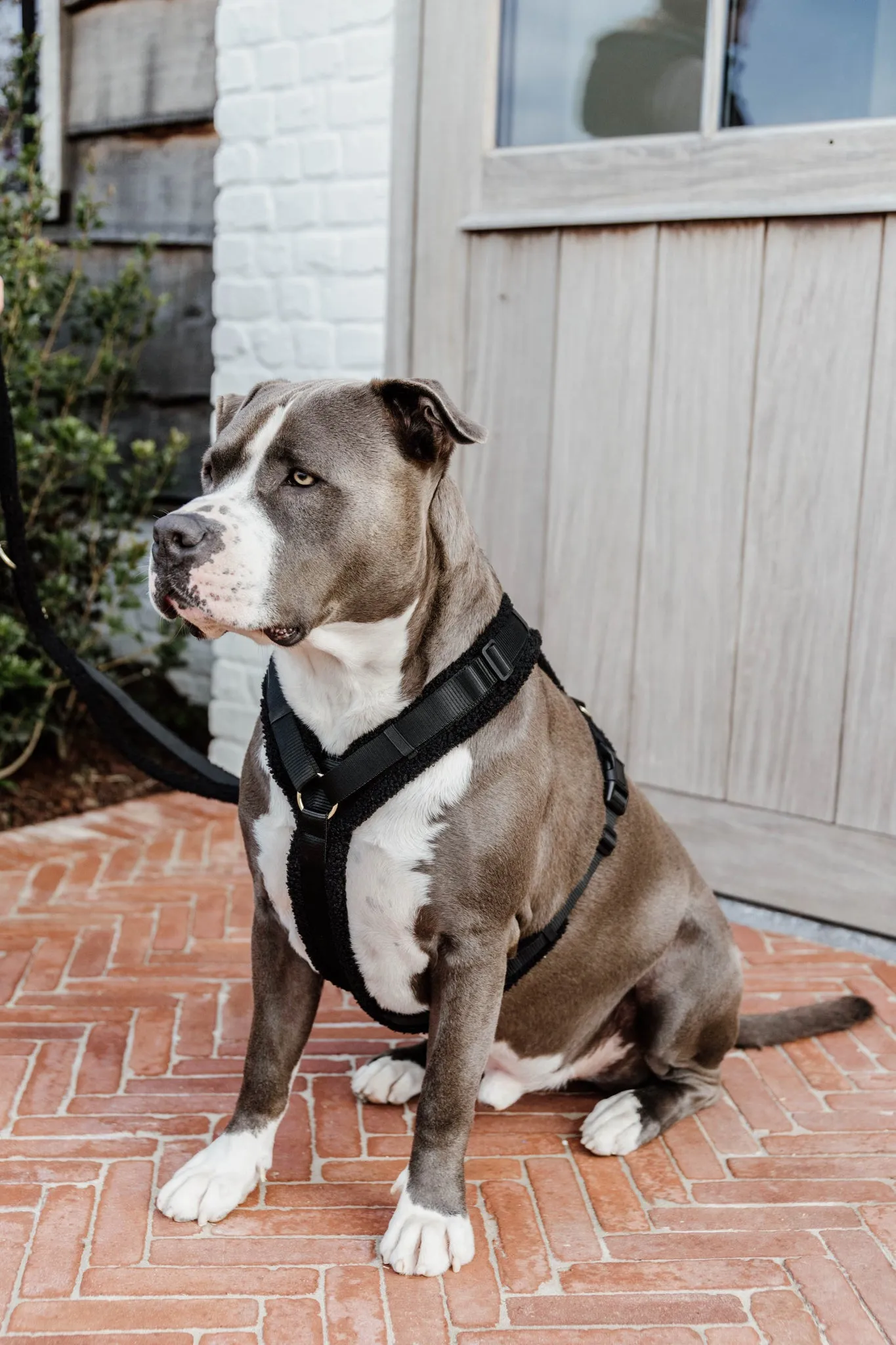 Dog Harness Active Teddy Fleece